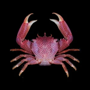 Rødprikket Korallkrabbe – Trapezia rufopunctata
