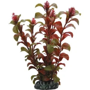 Rotala, 30 Cm