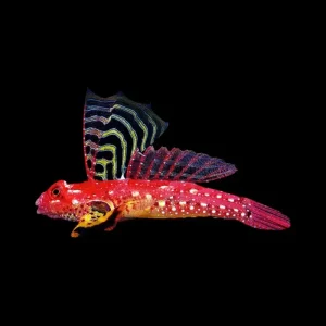 Ruby Red Dragonet – Synchiropus sycorax