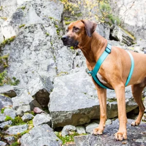 Rukka Pets Form Y-sele Turquoise Str. S – Ergonomisk hundesele med neoprenpolstring