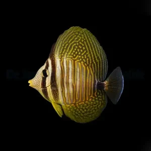 Sailfin Tang – Zebrasoma desjardinii