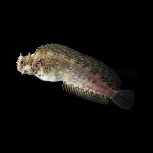 Salarias fasciatus – Algae Blenny