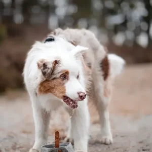 Sammenleggbar Portabel Turskål til Hund – Praktisk og Slitesterk