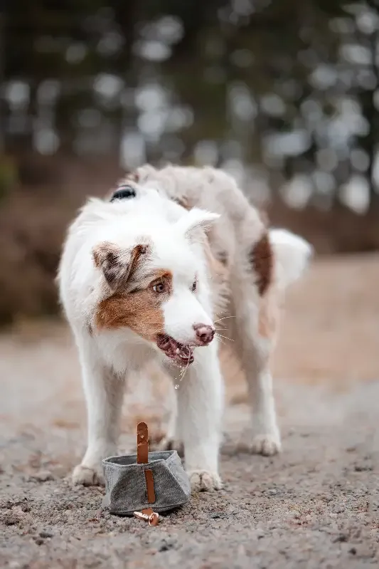 Sammenleggbar Portabel Turskål til Hund – Praktisk og Slitesterk