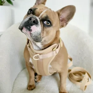 Sele til hund – beige