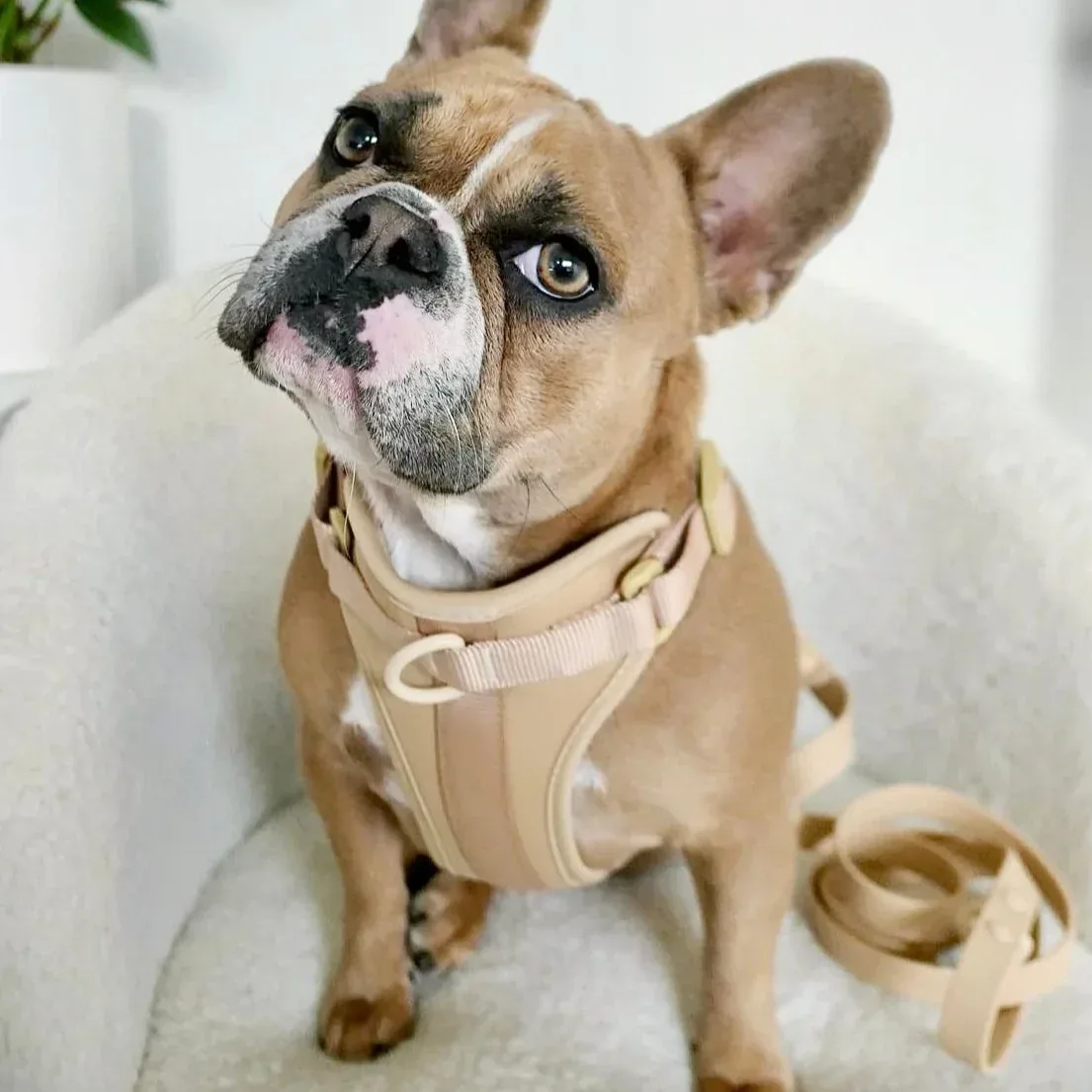 Sele til hund – beige