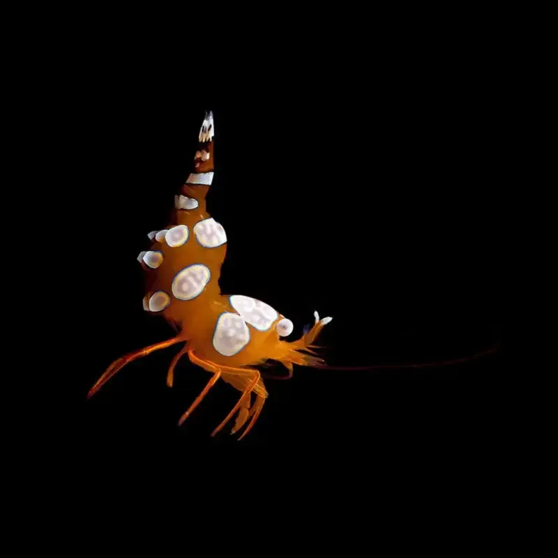 Sexy Shrimp Thor amboinensis – Reke