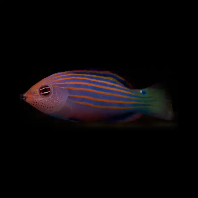 Six Line Wrasse – Pseudocheilinus Hexataenia
