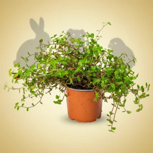 Smådyrgress – 12 cm potte – Callisia repens