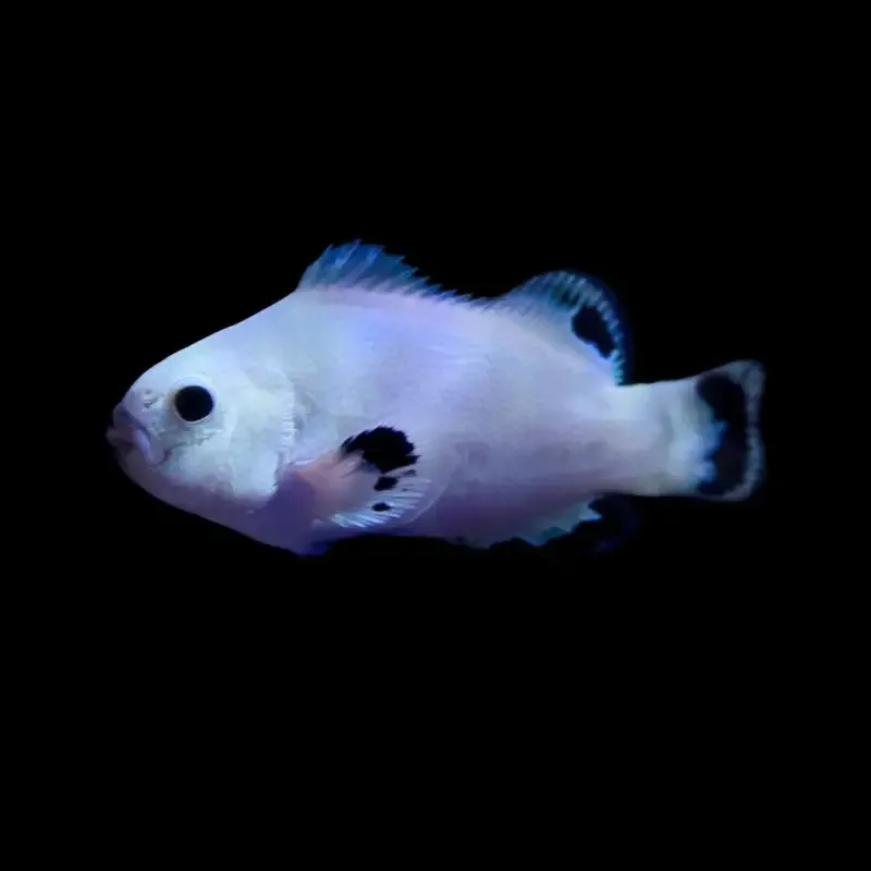 Snow Storm Klovnefisk – Amphiprion ocellaris