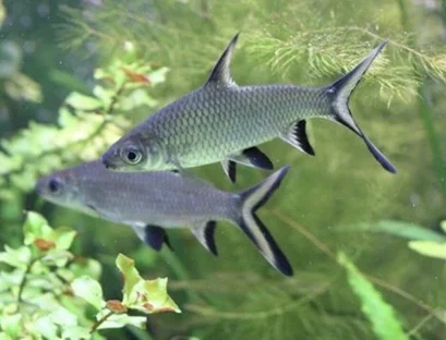 SØLVHAI M (5-7cm.), Balantiocheilus melanopterus - Image 2