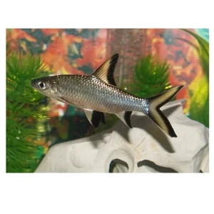 SØLVHAI M (5-7cm.), Balantiocheilus melanopterus