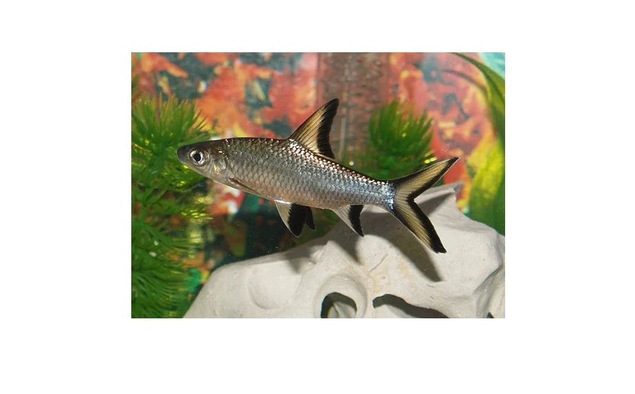 SØLVHAI M (5-7cm.), Balantiocheilus melanopterus