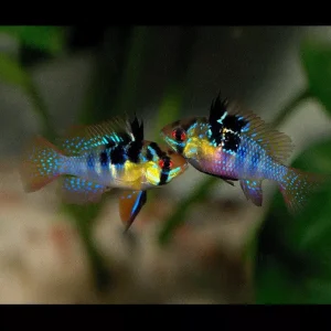 SOMMERFUGLCIKLIDE, ‘Blå’, Microgeophagus ramirezi