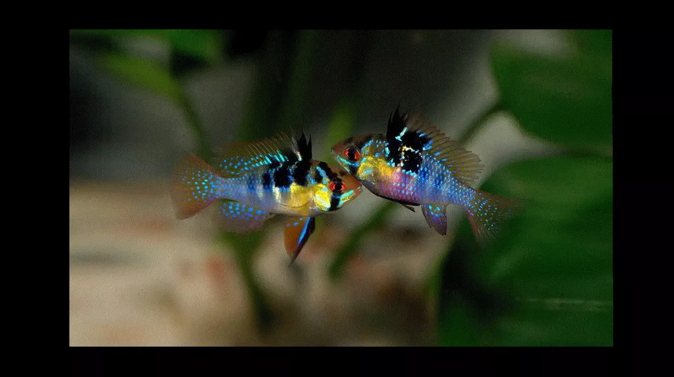 SOMMERFUGLCIKLIDE, ‘Blå’, Microgeophagus ramirezi