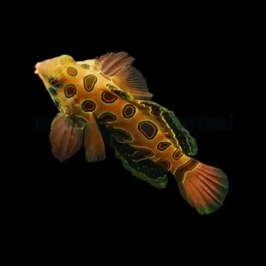 Spotted Mandarin – Pterosynchiropus picturatus