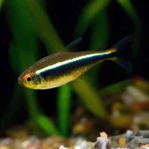 SVART NEONTETRA Hyphessobrycon herbertaxelrodi