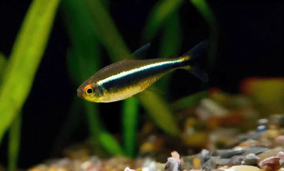 SVART NEONTETRA Hyphessobrycon herbertaxelrodi