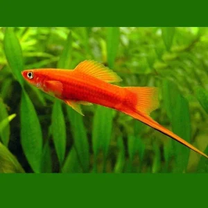 SVERDDRAGER, xiphophorus helleri