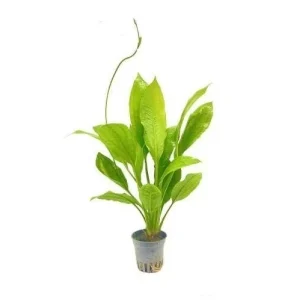 SVERDPLANTE Echinodorus bleheri