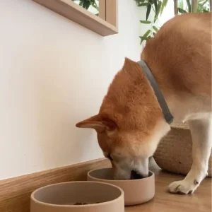 Tadazhi bowl // Hundeskål i silikon // Beige