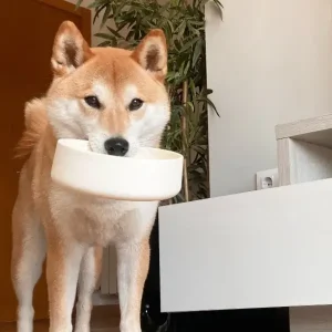 Tadazhi bowl // Hundeskål i silikon // Krem