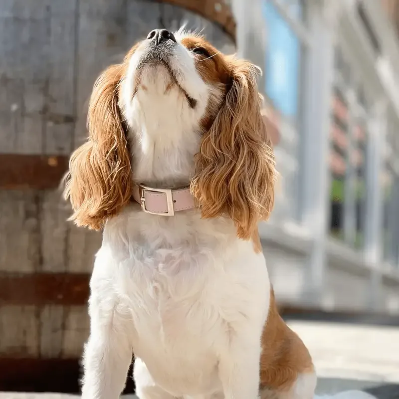 Taylor Collar Blush Pink