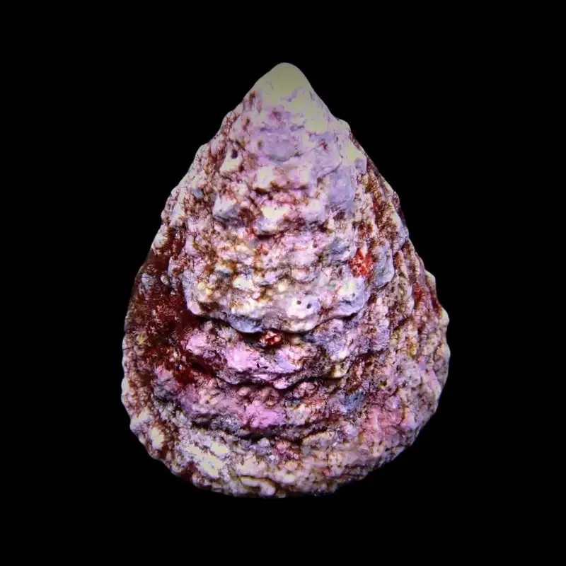Tectus fenestratus – Show Size