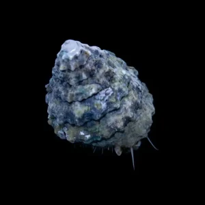 Tectus fenestratus – Snegl