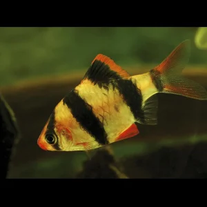 TIGERBARBE Puntigrus tetrazona