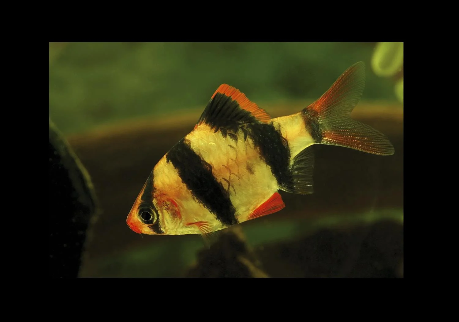 TIGERBARBE Puntigrus tetrazona