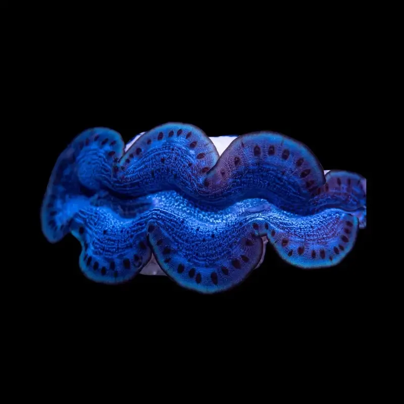 Tridacna Maxima Blå 6cm
