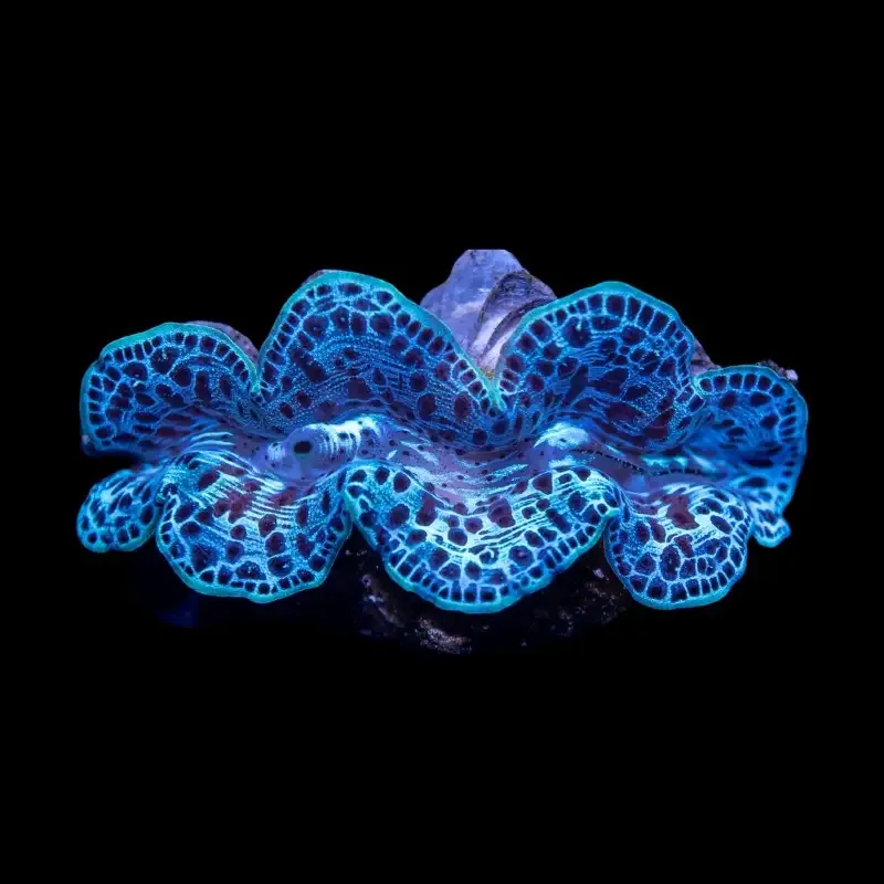 Tridacna Maxima ULTRA 5 cm
