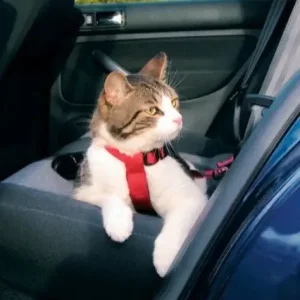 Trixie Sikkerhetsele til katt