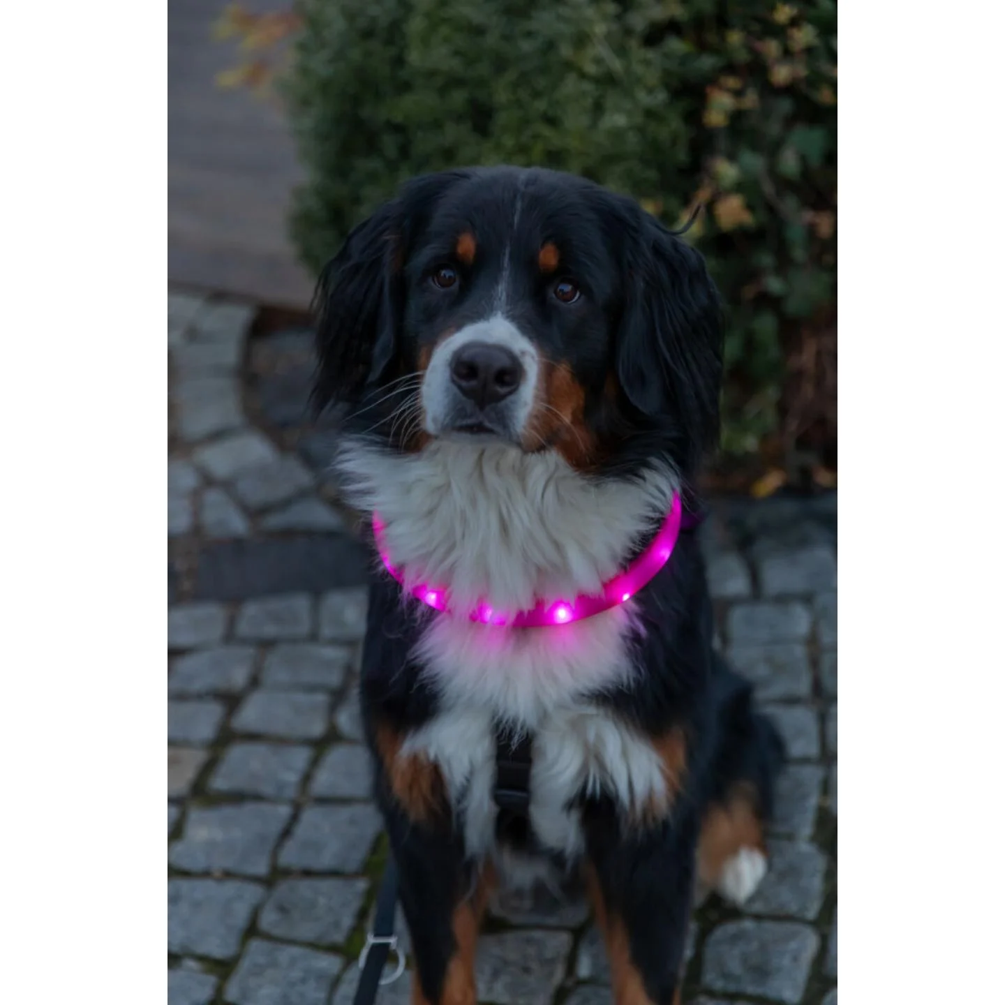 Trixie USB Flash Lysbånd Ekstra Bred Rosa