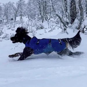 TROLL Hannhund, Heldekkende vinterdekken