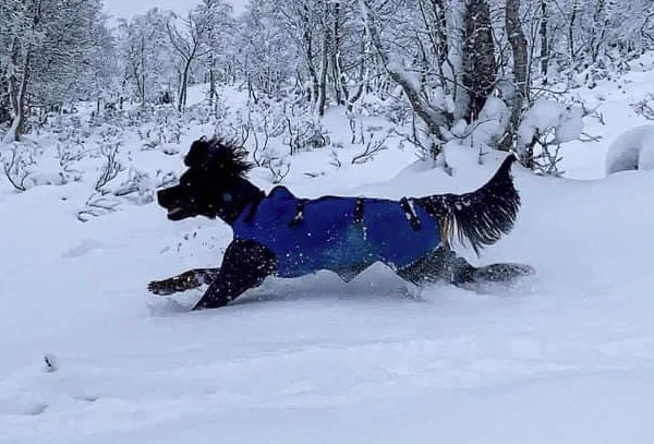 TROLL Hannhund, Heldekkende vinterdekken