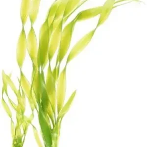 Vallisneria 20cm