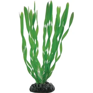 Vallisneria, 34 Cm
