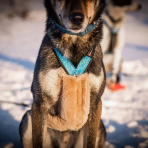 VIP Dogwear Soft Distanse Padding til sele