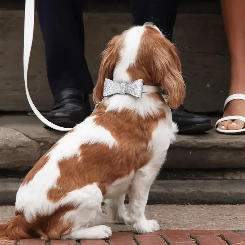 Wedding Collar & Bowtie