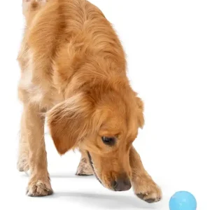 WestPaw Boundr Large Aqua