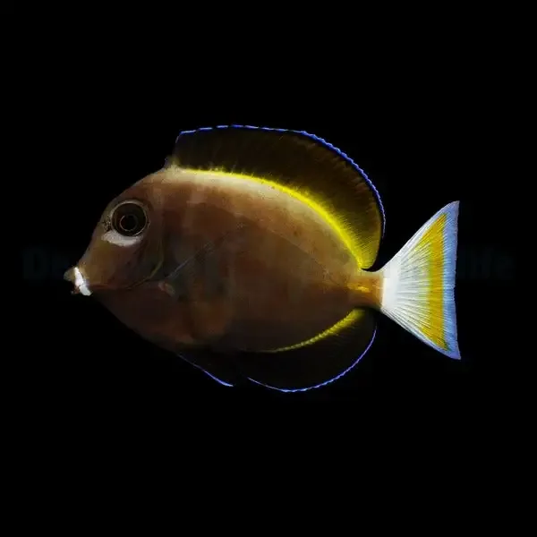 Whitecheek Tang – Acanthurus Nigricans