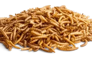 Worm Wonder Meal worms 35 g, Bunny (6) (Utgått)