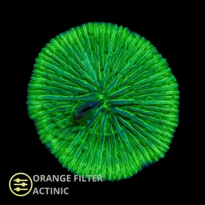 WYSIWYG CL Cycloseris Green