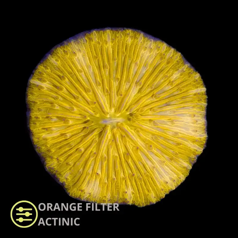WYSIWYG CL Cycloseris Orange