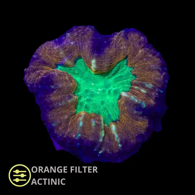 WYSIWYG CL Lobophyllia Orange/Red