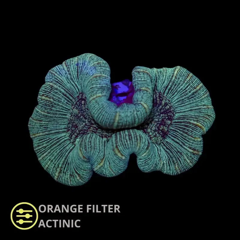 WYSIWYG CL Trachyphyllia Ultra Green
