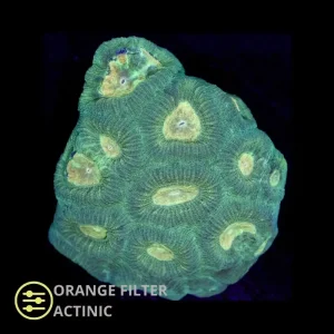 WYSIWYG Goniastrea Green – Frag