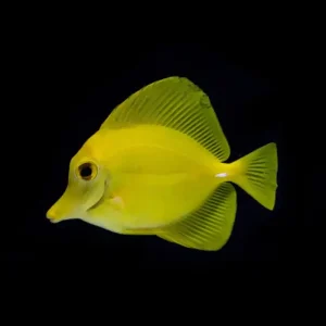 Zebrasoma flavescens – Yellow Tang